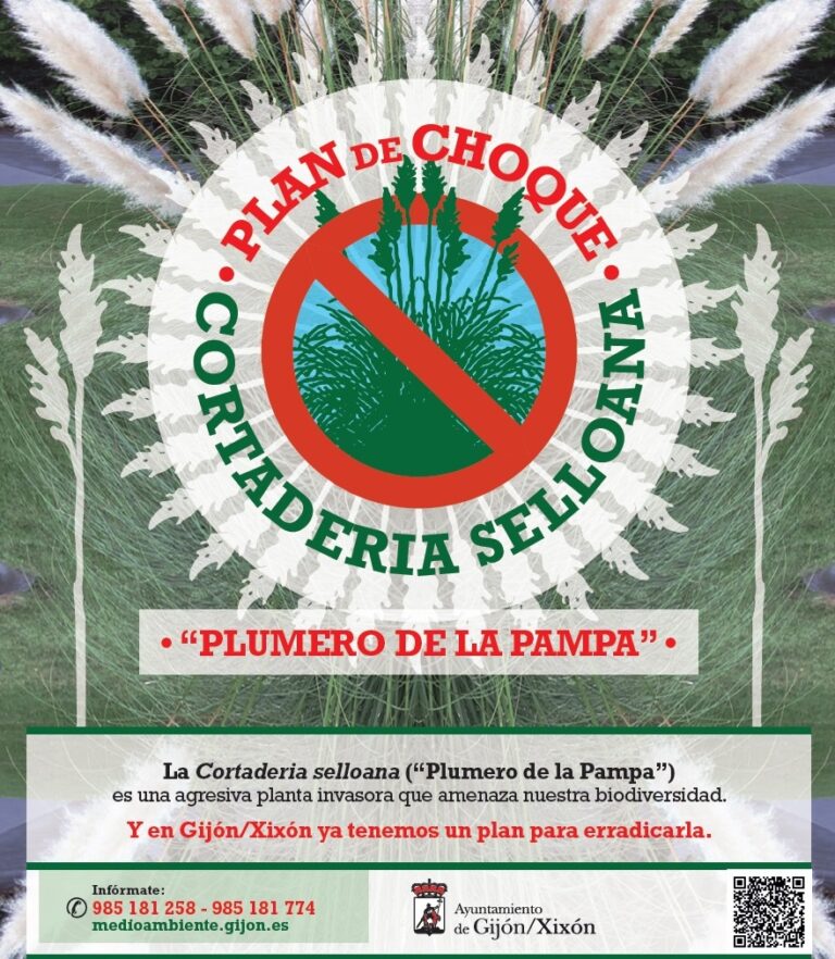 Iniciamos un Plan de Choque contra el Plumero de la Pampa