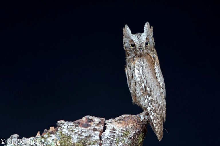 Nocturnia